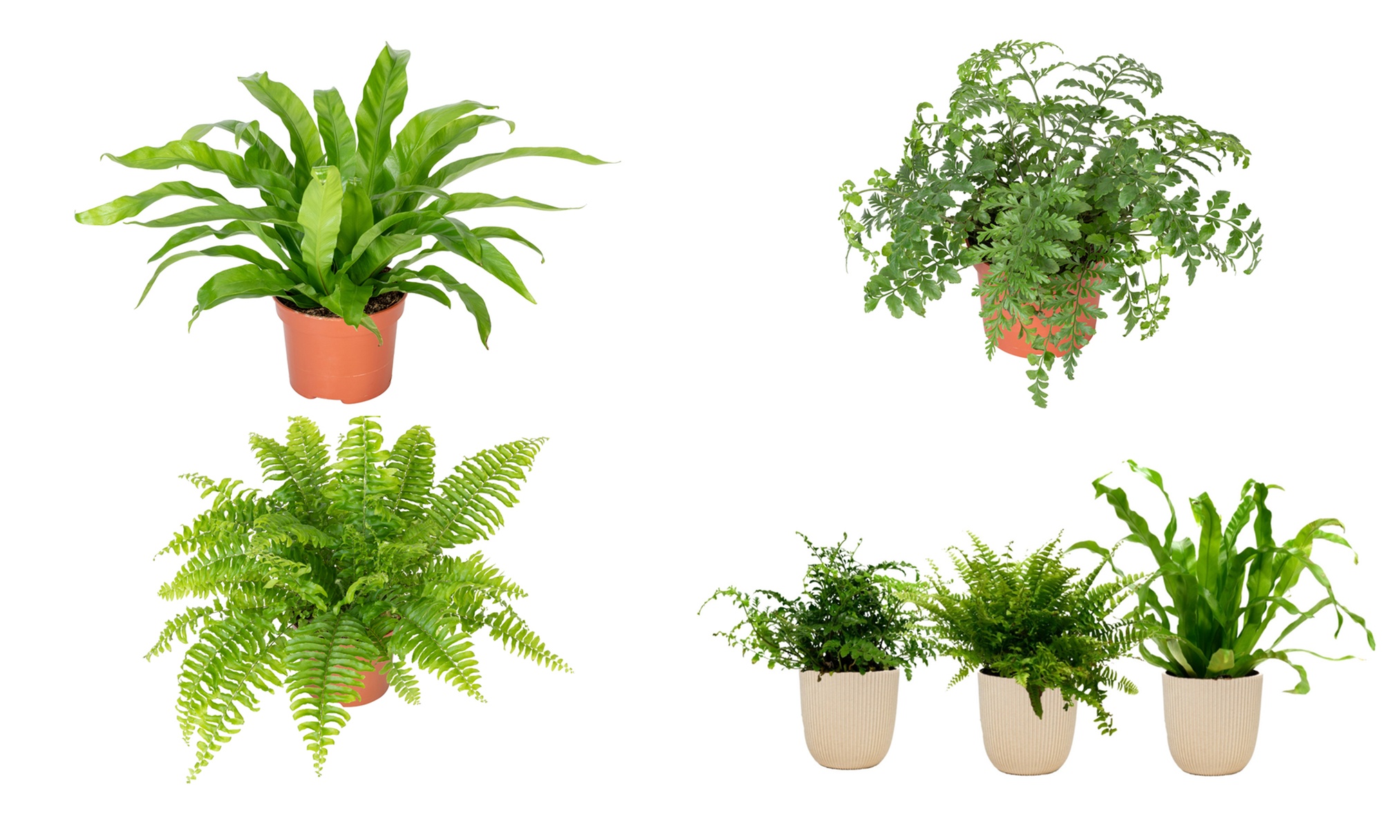 Conjunto de 3 plantas de helecho