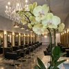 Image 3: Deep Conditioning & Blowdry with Single Session Highlights or Touch Up