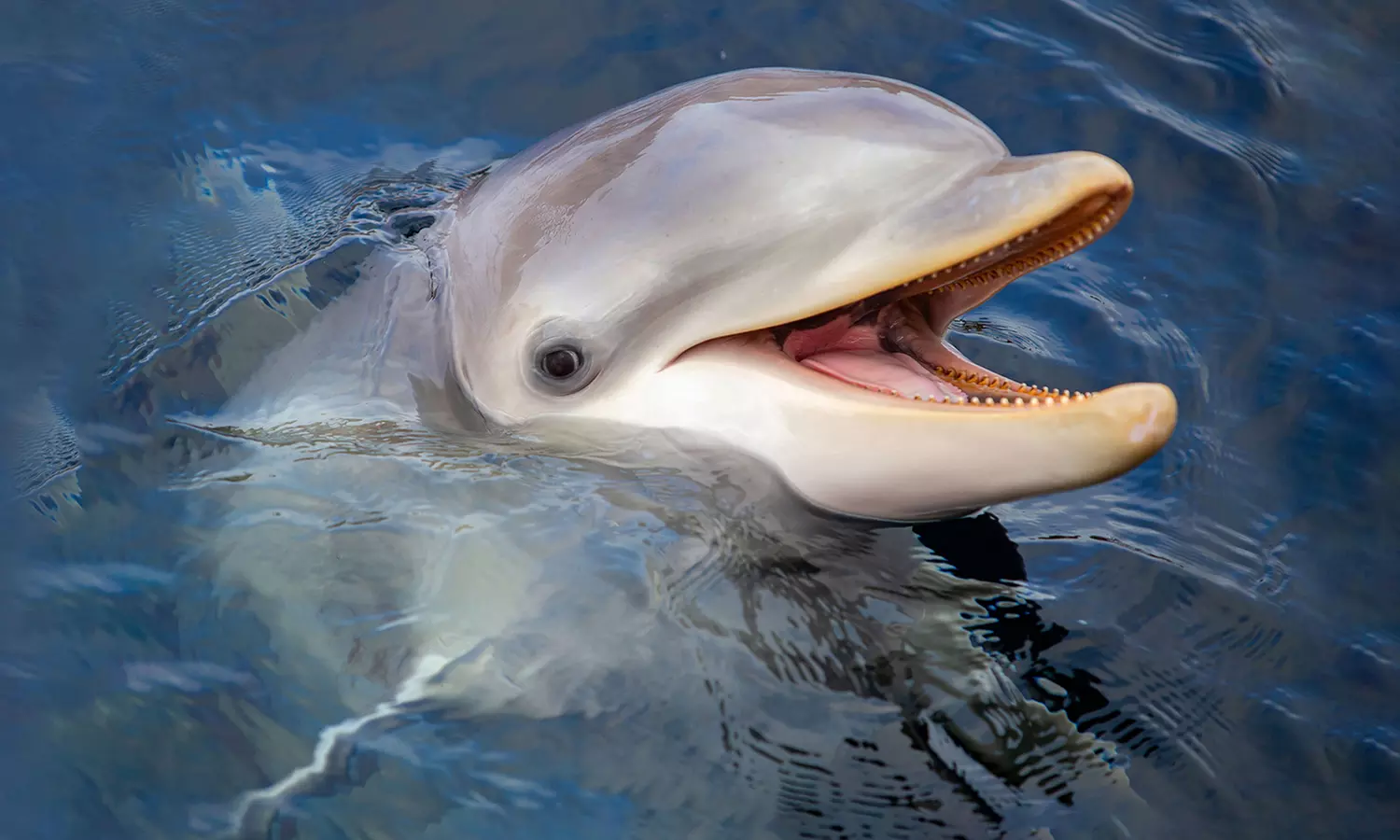 Einrittskarte "Dolfinarium" in Harderwijk, Niederlande für 1 Person