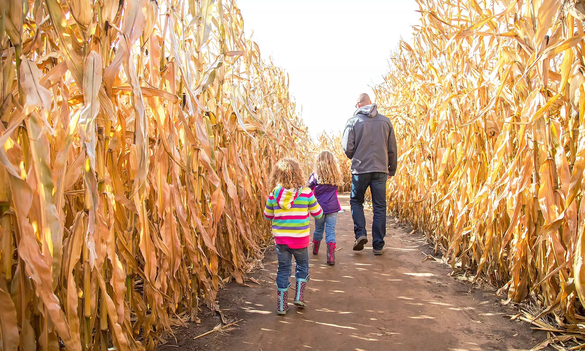 Corn Maze and Hayride for One, Two, Four, or Six at Cold Mountain Corn Maize (Up to 47% Off) - Primary Image
