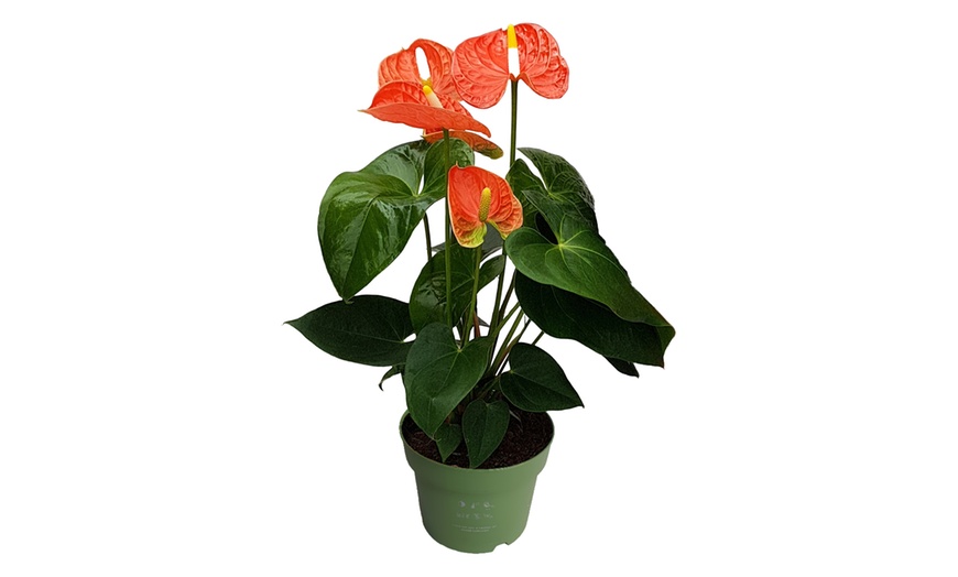 Image 17: Anthurium
