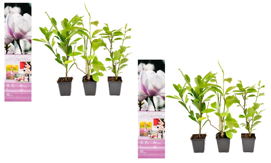 Image 16: Set de plantas de Magnolia