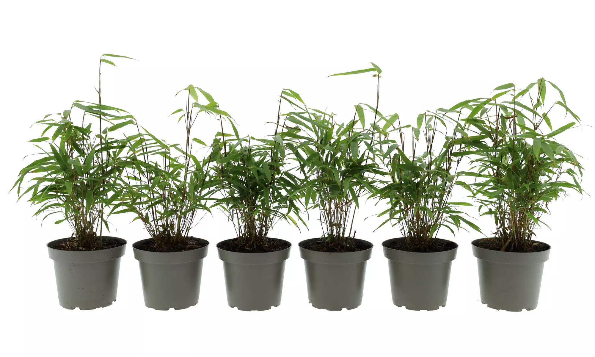 Hasta 6 plantas de bambú Fargesia