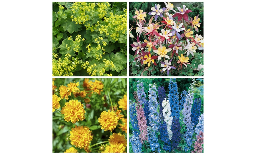 Image 2: YouGarden Hardy Garden Perennial Collection