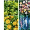 Image 2: YouGarden Hardy Garden Perennial Collection