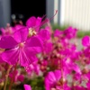 Image 2: One or Three Geranium 'Intense' 9cm Pot, Vibrant Neon Pink Blooms