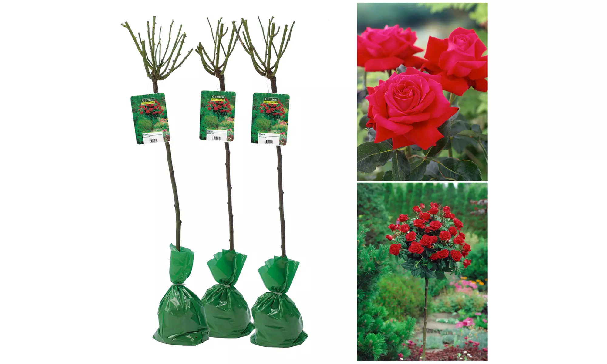 Set van 3 XXL rozen van 120-140 cm