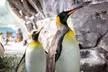 END OF SUMMER SALE! Save 58% on SeaWorld Orlando Tickets, Fun Cards & Meal Deals! - Second Medium