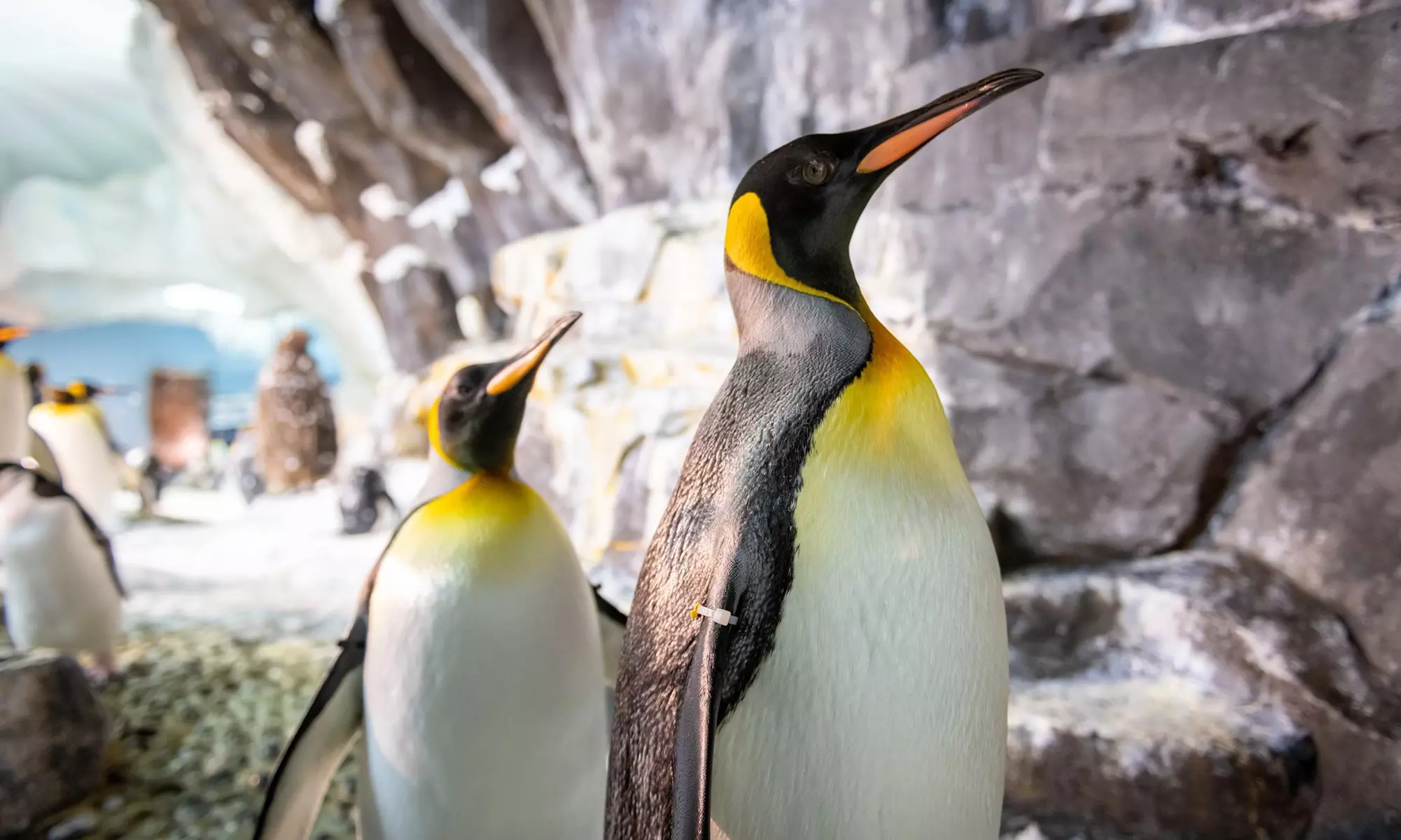 END OF SUMMER SALE! Save 58% on SeaWorld Orlando Tickets!