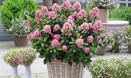 Groupon Unisex Green Escallonia Ever Shrub - 9Cm Potted Plants: Three