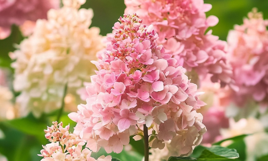 Image 8: Set van 3 hortensia planten