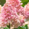 Image 8: Set van 3 hortensia planten