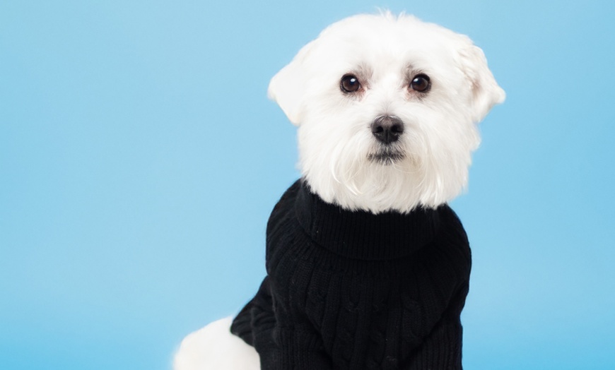 Image 1: 30-Min Pet Photoshoot – Solo or with Owner + Photo Package Included
