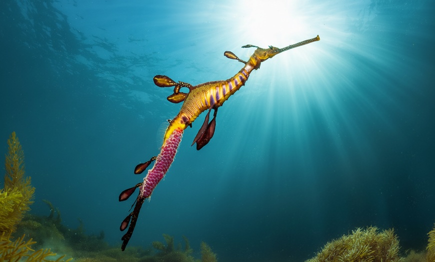 Image 8: 1.5-Hour Wildlife Adventure Cruise or 2-Hour Snorkel with Seals