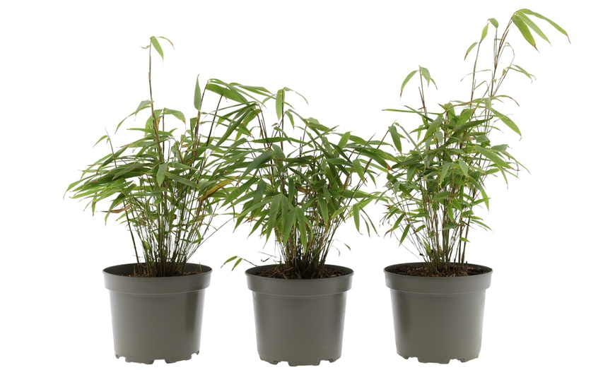 Image 4: Bambou Fargesia, non invasif