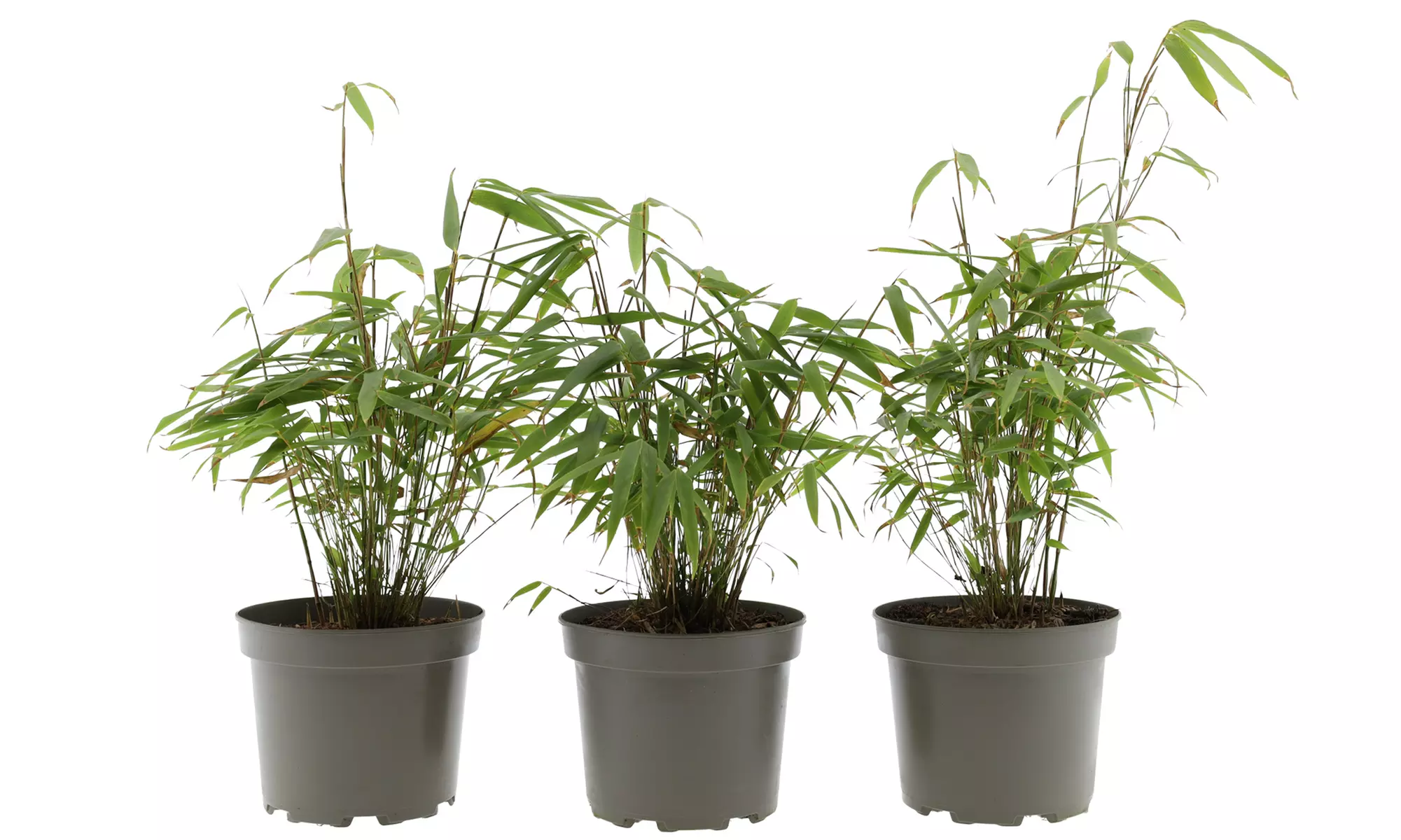 3x - 6x GARDENZO Bambus Asian Wonder, Rufa oder Red Dragon