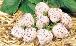 6 or 12 Strawberry Snow White Plants 