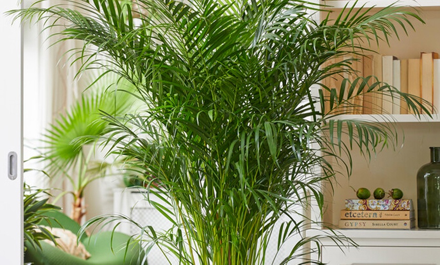 Image 1: Plante d'intérieur Dorée Dypsis Lutescens