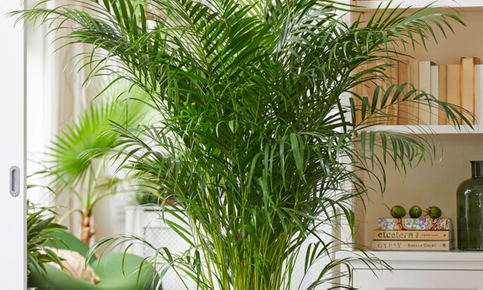 Plante d'intérieur Dorée Dypsis Lutescens