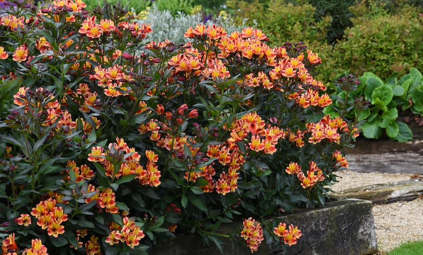 Image 5: One, Three or SIx Hardy Alstroemeria Indian Summer