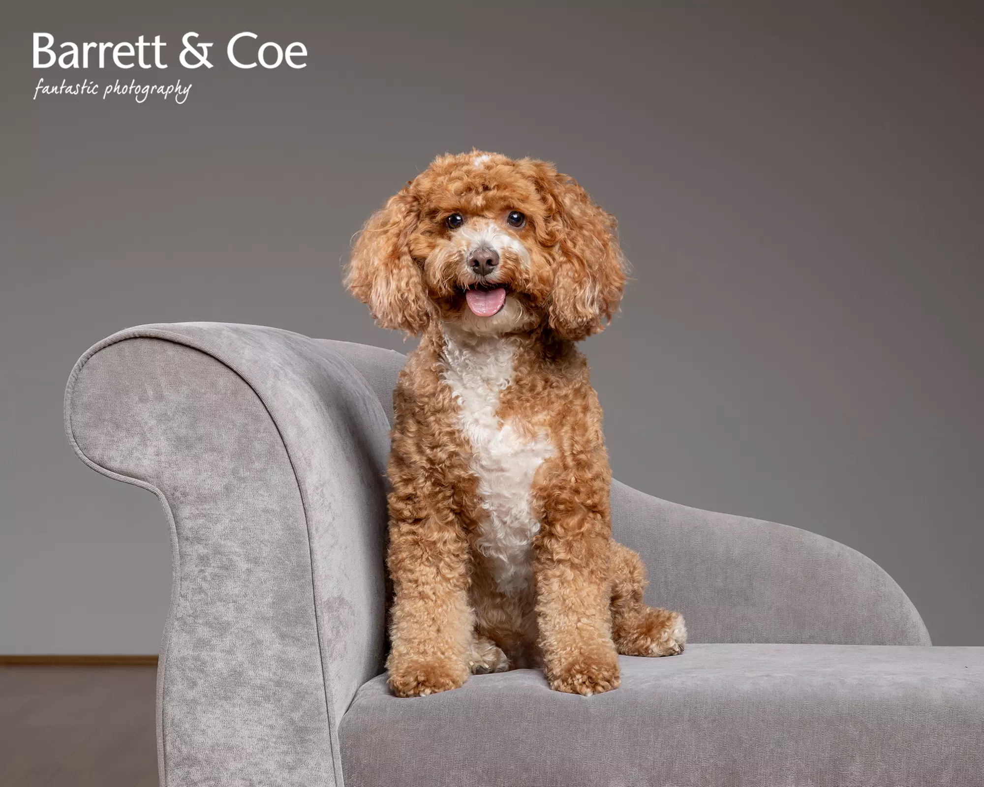 Pet Photoshoot I 8'' x 6'' Print I Barrett & Coe Studios