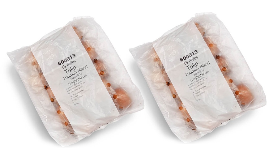 Image 4: 15 or 30 Triumph Tulip Mixed Bulbs for Spring Gardens 