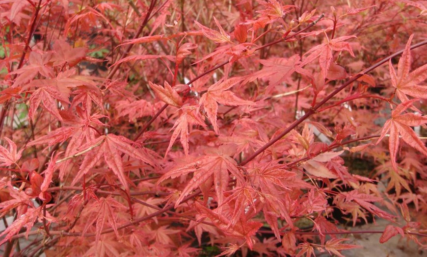 Image 4: Mixed Japanese Acer Palmatum Potted Plants