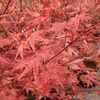 Image 4: Mixed Japanese Acer Palmatum Potted Plants