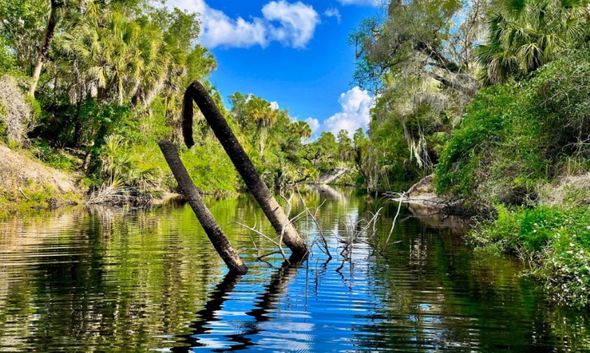 Explore the Manatee River on a 2-Hour Paddleboard Tour