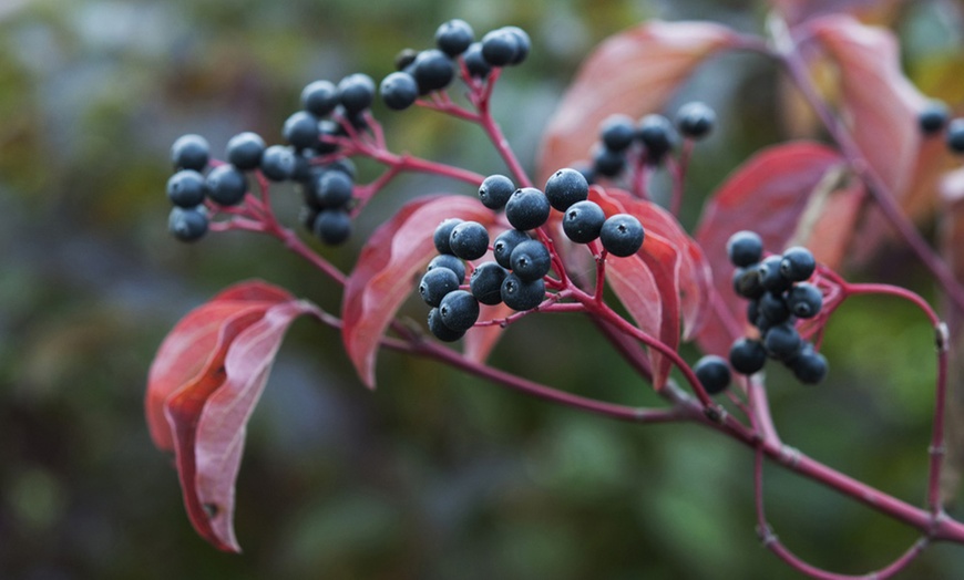 Image 1: Cornus Sanguinea Winter Flame