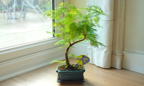 Groupon Unisex Indoor Bonsai Tree Collection In Ceramic Pots: Bonsai Zelkova In Ceramic With Saucer 12Cm Pot/Two