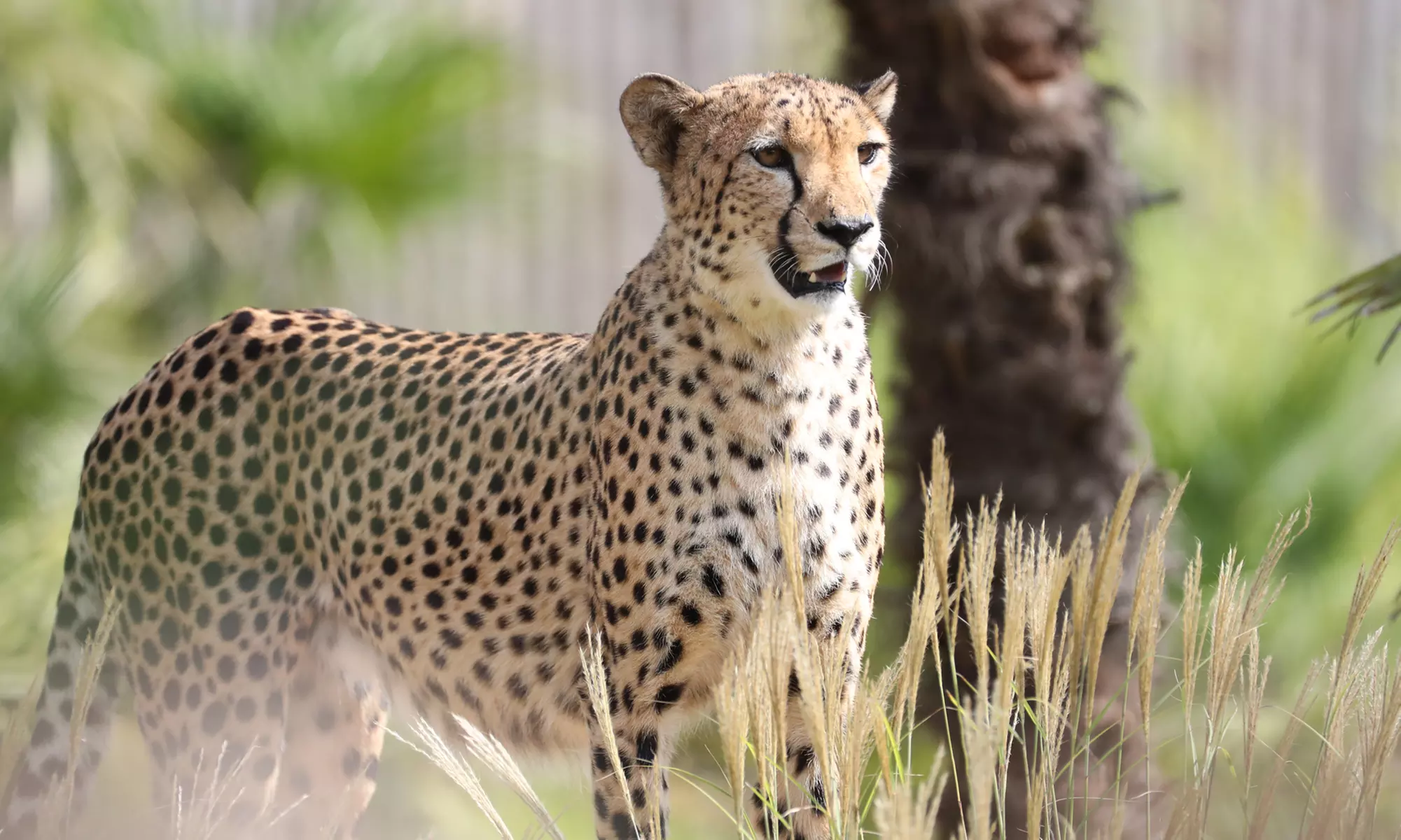 ZooParc de Beauval : 1 ou 2 jours pour un tour du monde animal