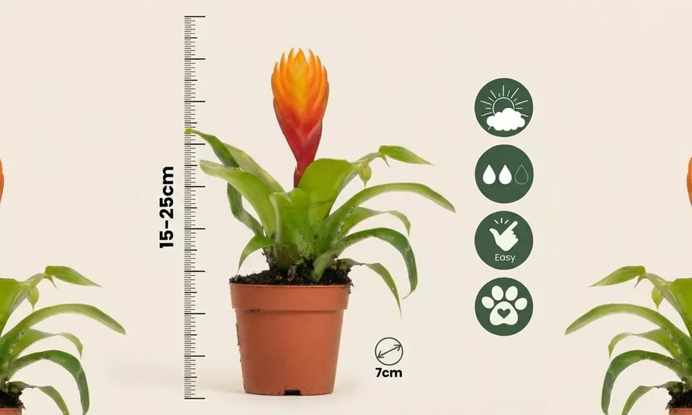Rootz 3er-Set Tillandsien (Tillandsia Vriesea Dorado)
