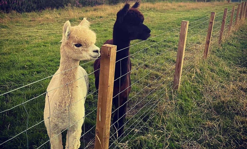 Image 7: Christmas Alpaca Meet and Feed with Santa Gift and Crafts