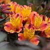 Image 6: Summer Flowering Alstroemeria Collections