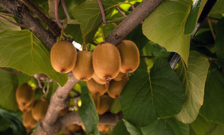 Image 3: One, Two or Three Self-Fertile Kiwi Jenny Plants