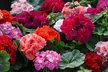 Pack of  30 or 60 Geranium 'Jackpot Mixed' Plants - Image 4