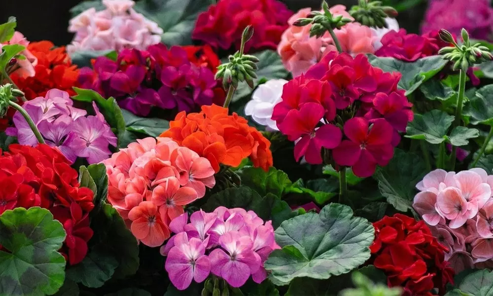 Pack of  30 or 60 Geranium 'Jackpot Mixed' Plants