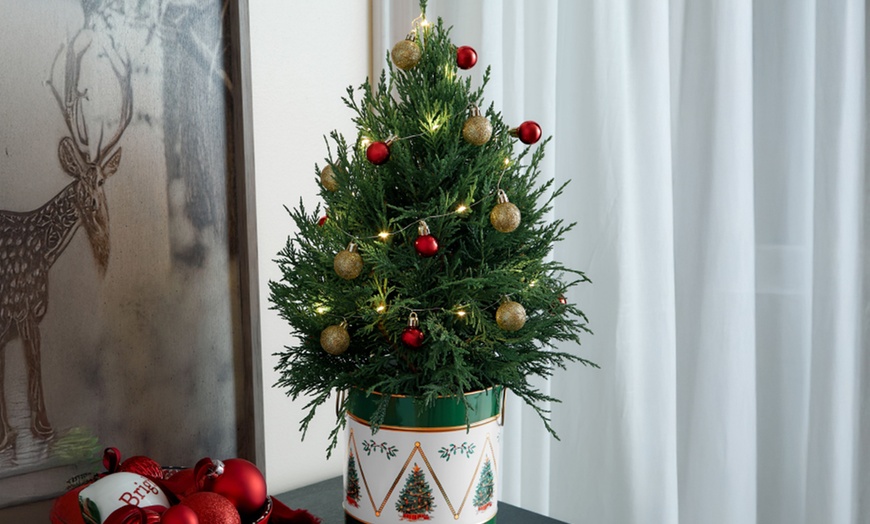 Image 5: Next Day Delivery Christmas Plants from 1-800-Flowers (up to 50% off)