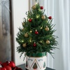 Image 5: Next Day Delivery Christmas Plants from 1-800-Flowers (up to 50% off)