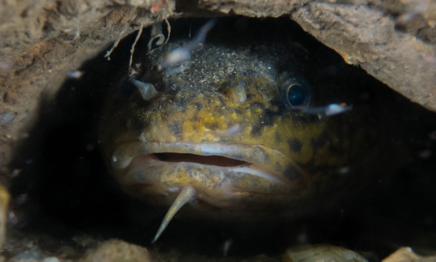 Image 6: Entdecke die Unterwasserwelt: Open-Water-Diver- oder Nitrox-Kurs