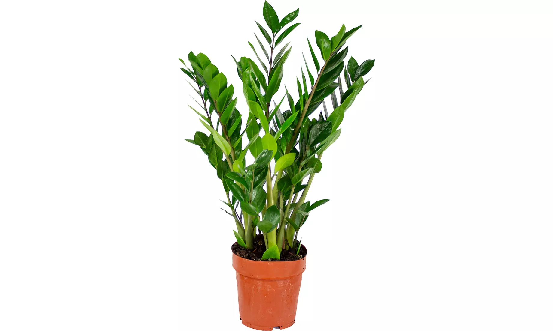1 o 2 plantas Zamioculcas (planta ZZ) en maceta de tamaño a elegir