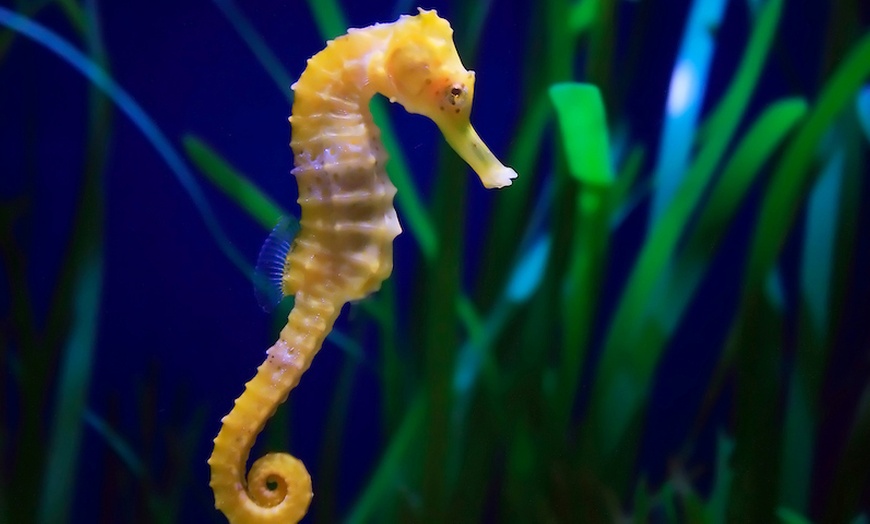 Image 6: General Admission to Sea Life Melbourne Aquarium