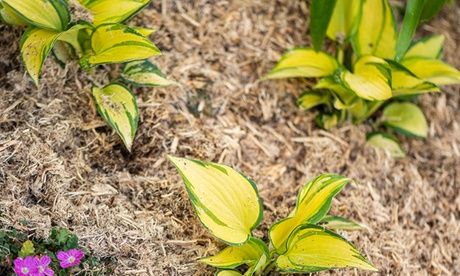Groupon Unisex Sage Incredi Mulch Plus Wood Fibre Mulch With Slow-Release Feed: 50L/One