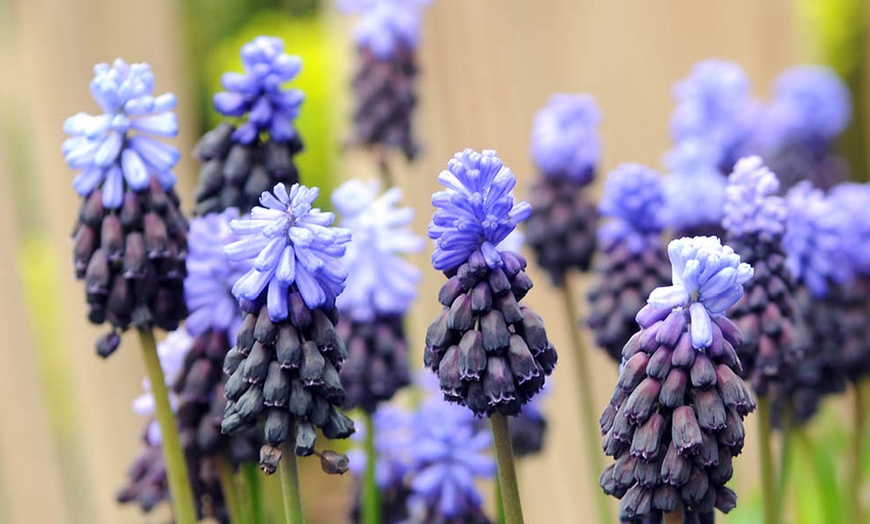 Image 4: 50 or 100 Muscari latifolium Spring Flowering Bulbs