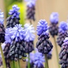 Image 4: 50 or 100 Muscari latifolium Spring Flowering Bulbs