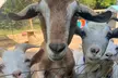 Relaxing Sunset Animal Walk Experience at Rescue Ranch with Sheep or Goat Companions! - Second Medium