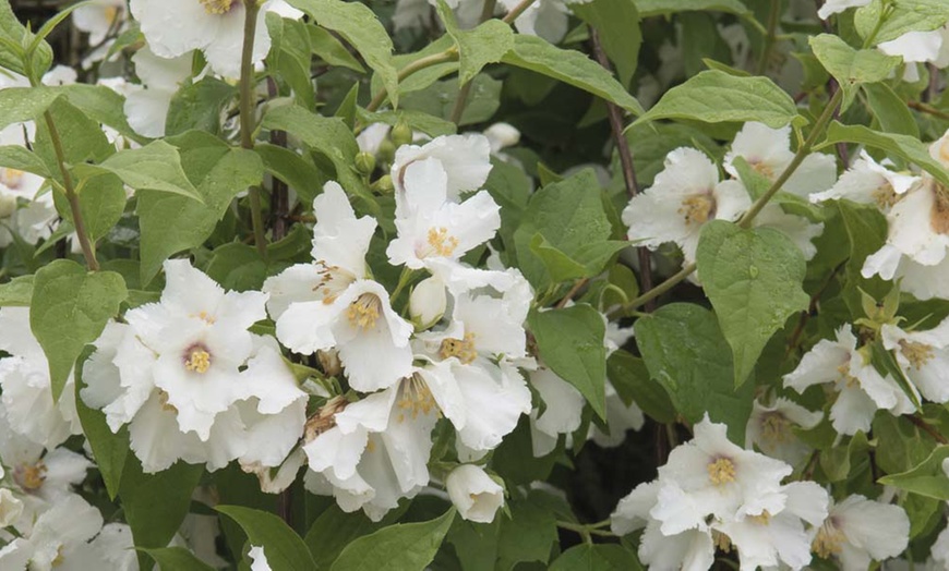 Image 2: Scented Mock Orange ‘Belle Etoile’ – 1 or 2 Potted Plants