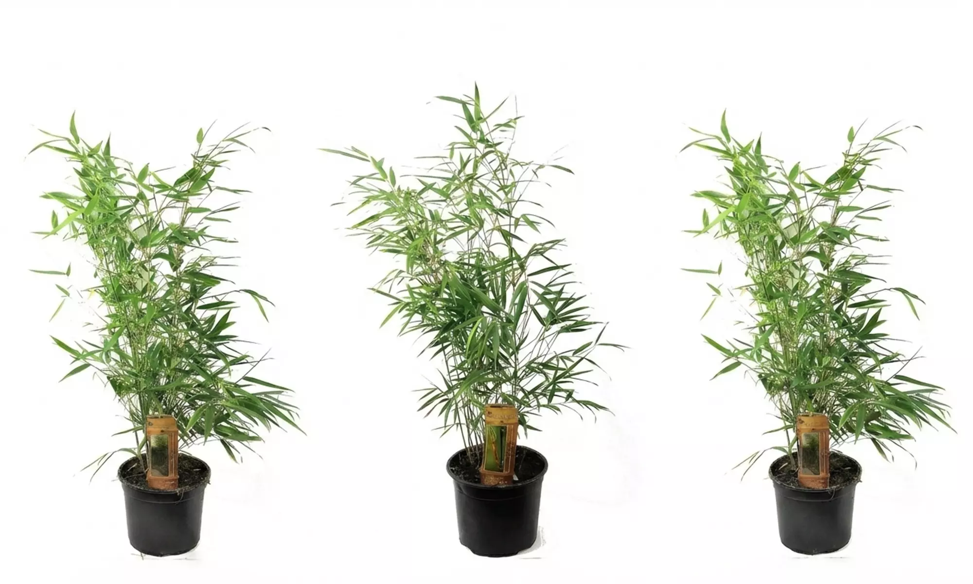 1 o 2 plantas de Fargesia Red Dragon