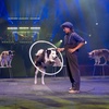 Image 5: Le spectacle "Parenthèse" du Cirque Arlette Gruss à Villeneuve d'Ascq